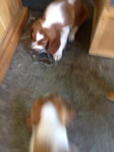 Post 5 Grace with squirrel tail